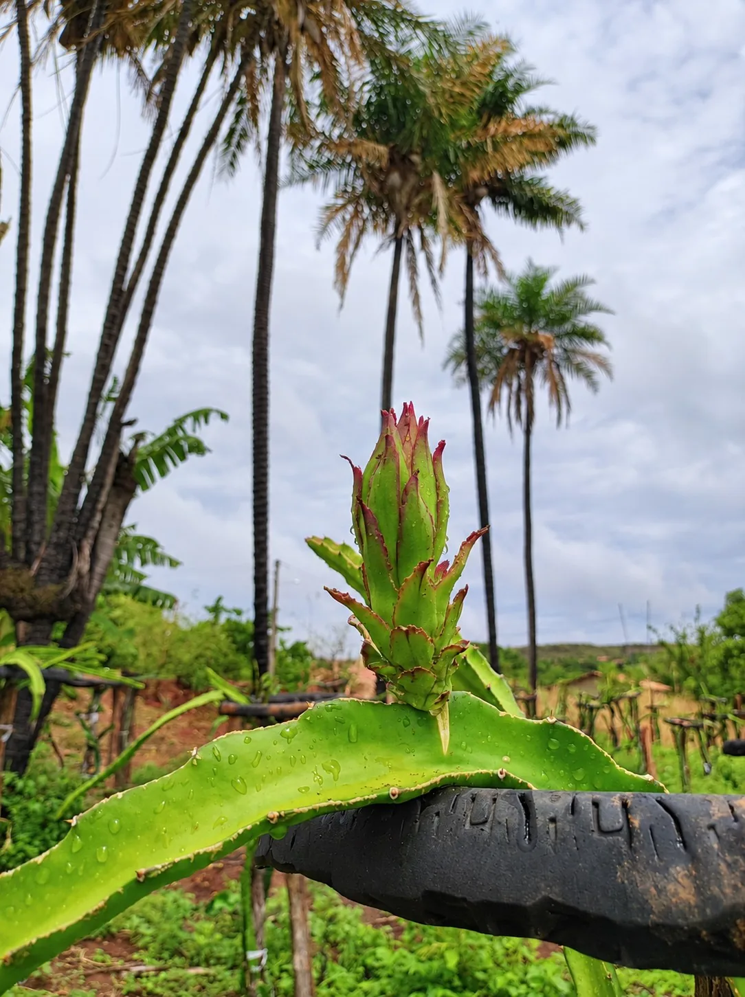 Cacto de pitaya em desenvolvimento na plantação