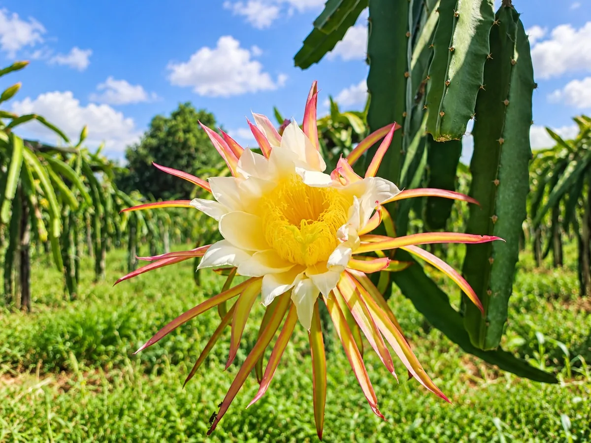 Flor branca da pitaya junto aos cactos