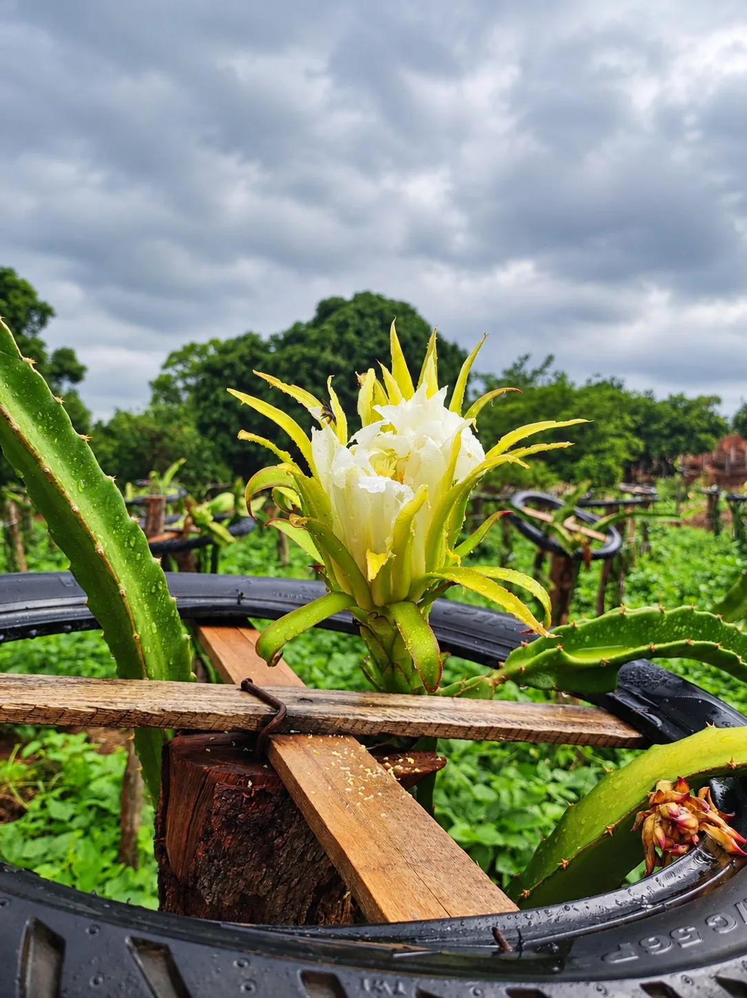 Flor de pitaya aberta na plantação