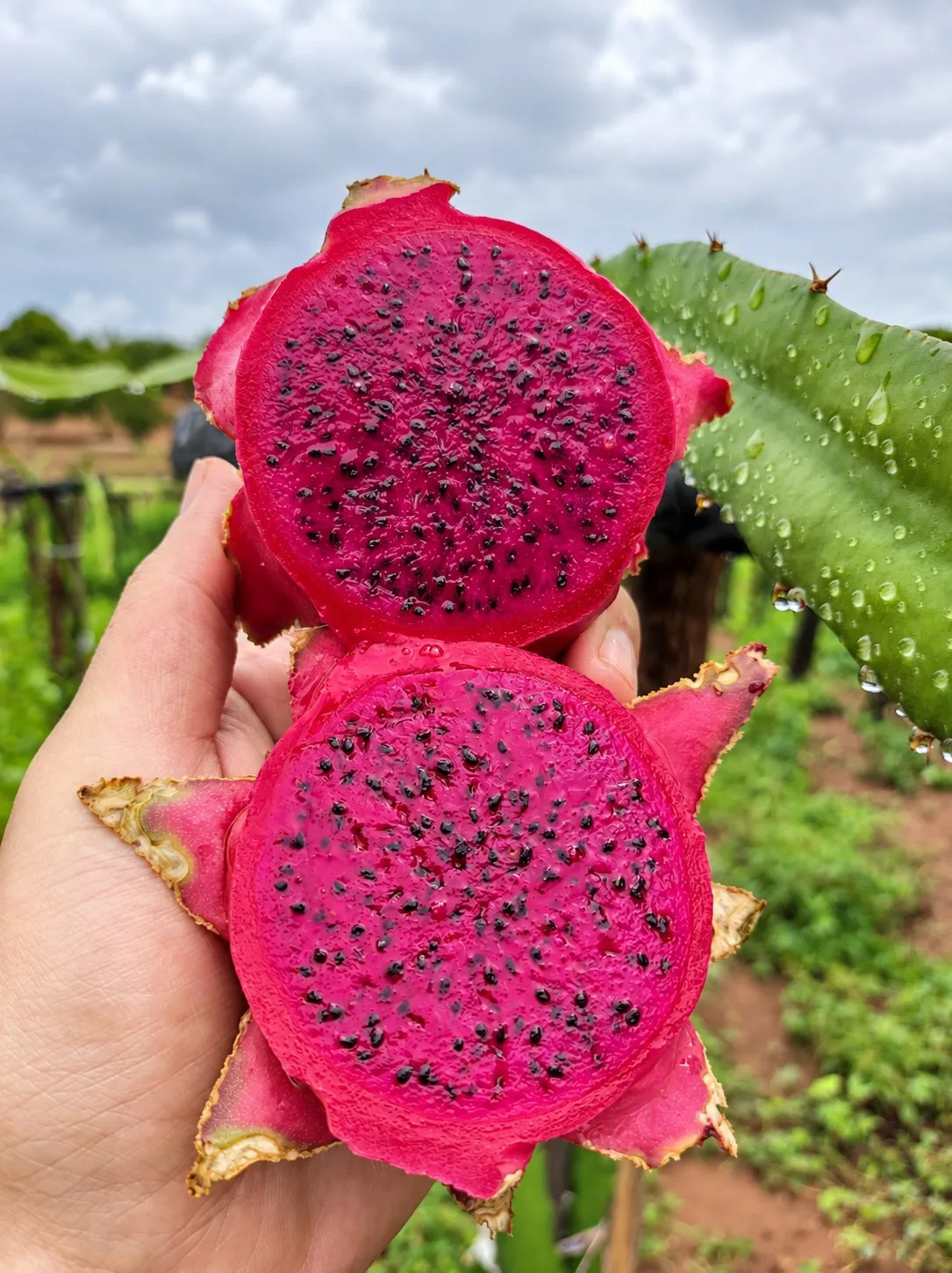 Polpa de pitaya com sementes