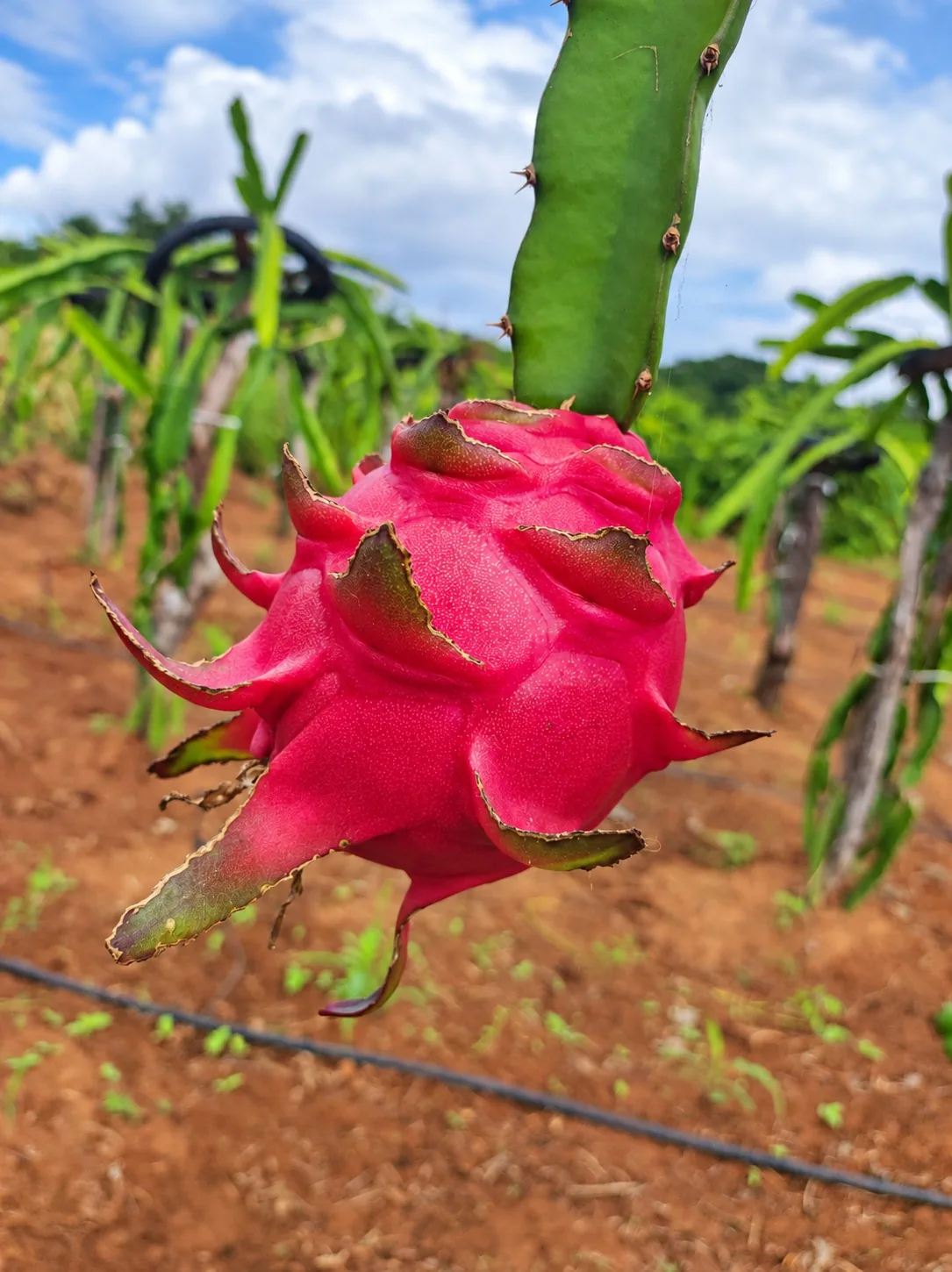 Pitaya madura ainda na planta